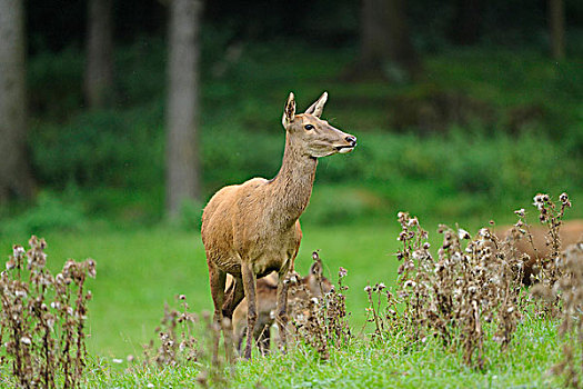 红鹿,马鹿,在草甸,巴伐利亚,德国