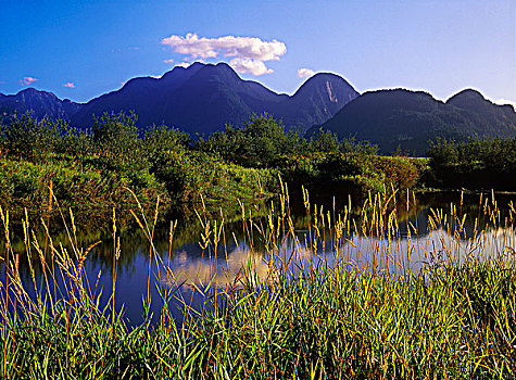湿地,管理,区域,不列颠哥伦比亚省,加拿大