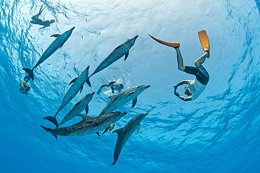 潜水,海豚,鱼群,大西洋点斑原海豚,花斑原海豚,大巴哈马岛,巴哈马,中美洲