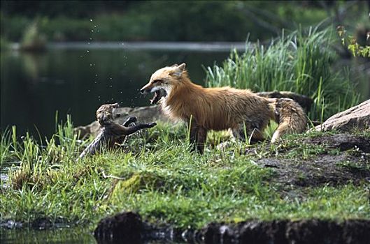 红狐,狐属,母兽,打闹,湖,北美,次序