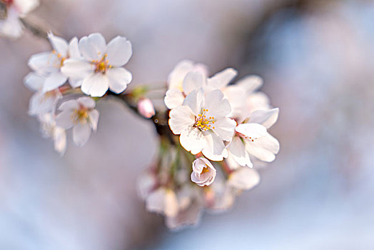 盛开的樱花特写