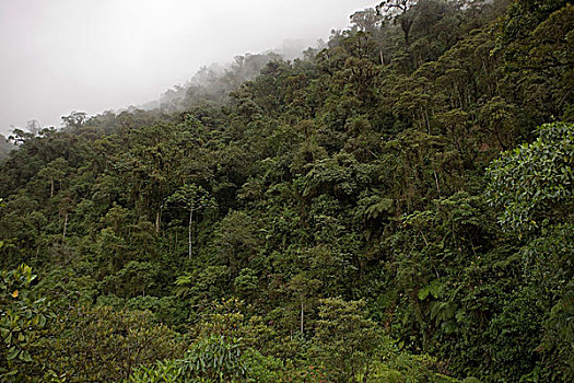 热带森林,玛努国家公园,秘鲁