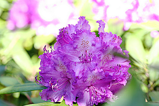 杜鹃花属植物,花