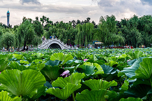 荷花盛开的中国长春南湖公园风景