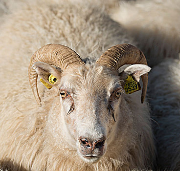 绵羊,耳,标签,迁徙,靠近,冰岛,欧洲
