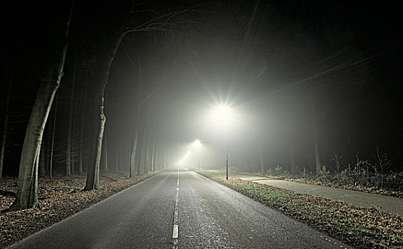 道路,树林,夜晚,荷兰