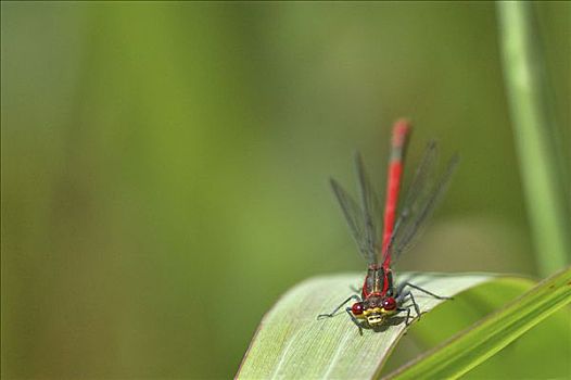 蜻蜓,红色,蜻蛉,叶子
