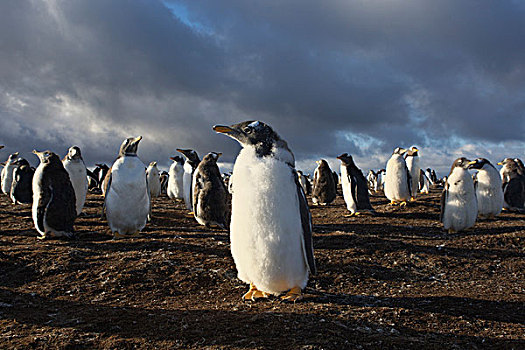 巴布亚企鹅,企鹅,福克兰群岛
