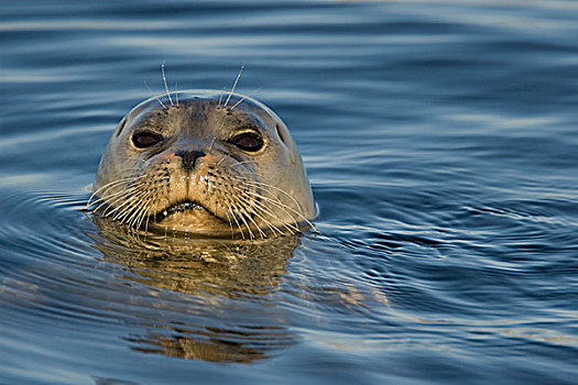斑海豹,低湿地,蒙特利湾,加利福尼亚