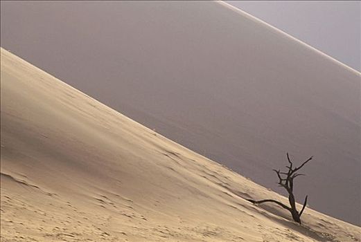 沙丘,死,薄纱,靠近,索苏维来地区,纳米比诺克陆夫国家公园,纳米比亚