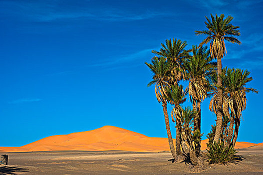 椰枣,正面,沙丘,却比沙丘,撒哈拉沙漠,南方,摩洛哥,非洲