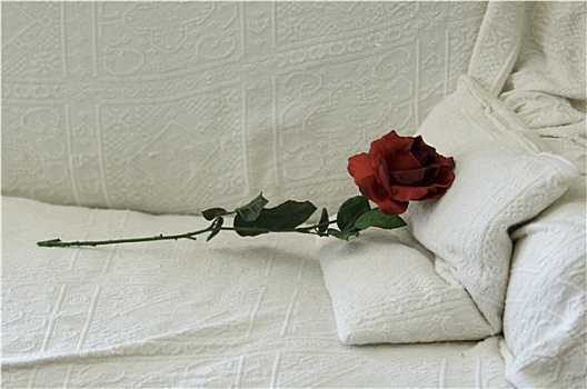 玫瑰,床