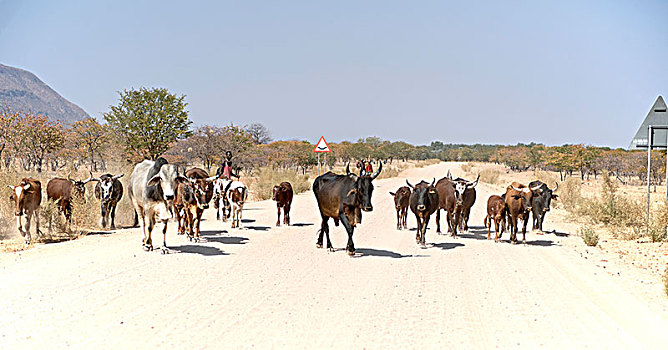 辛巴族,男人,牧羊人,牧群,牛,上方,碎石路,考科韦尔德,纳米比亚,非洲