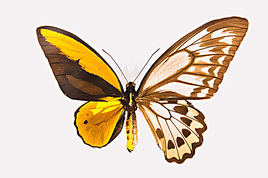 蝴蝶,交配,两个,不同,物种,生殖