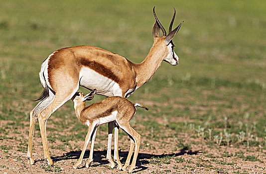 跳羚,母羊,吸吮,诞生,羊羔,下雨,季节,绿色,环境,卡拉哈里沙漠,卡拉哈迪大羚羊国家公园,南非,非洲
