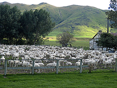 新西兰,南岛,木屋,绵羊,牧群,风景,山,草地,草场,绿色,木头,屋舍,农业,畜牧,动物,家畜,户外