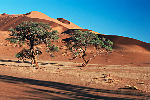 纳米比亚,金合欢树,生长,沙,沙丘,靠近,塞斯瑞姆,纳米比诺克陆夫国家公园,大幅,尺寸