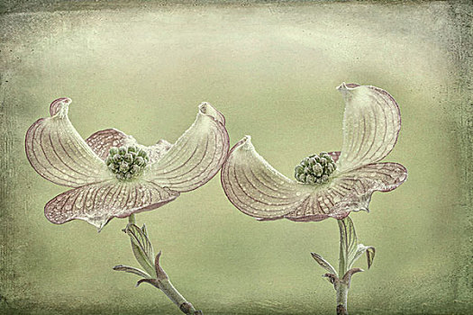 美国,华盛顿,特写,粉色,山茱萸,花,画廊