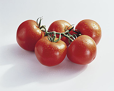 西红柿,番茄,品种