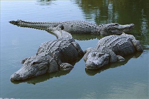 美国短吻鳄,三个,大,成年,放入,浅水,佛罗里达