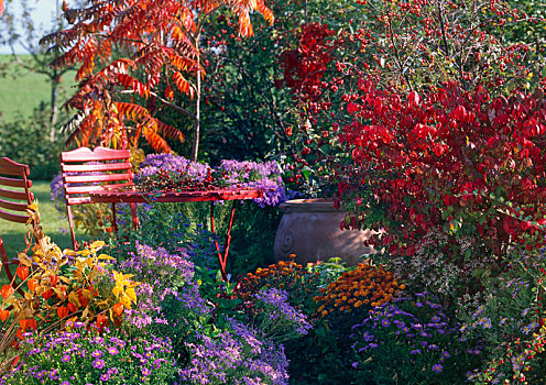 座椅,秋天,床,紫苑属,白色,木头,卫茅属植物