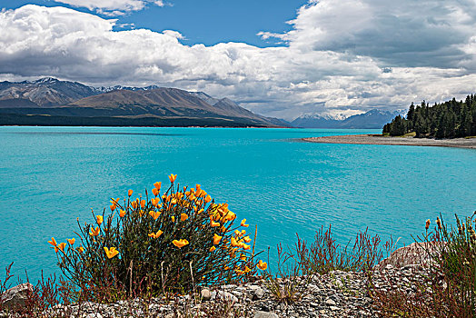 普卡基湖,山,后面,新西兰,南阿尔卑斯山,普卡基,坎特伯雷地区,南部地区,大洋洲