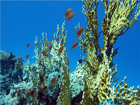 珊瑚礁,黄色,珊瑚,鱼,仰视,热带,海洋