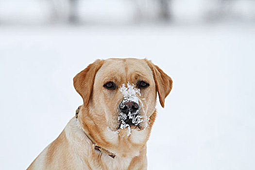 金毛猎犬,雪地,肖像