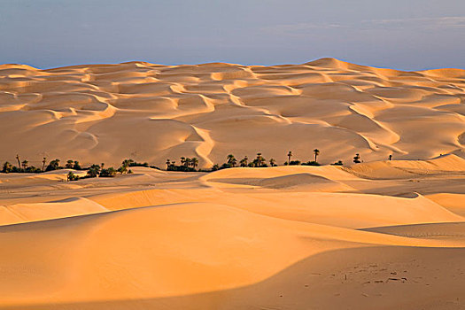 马,绿洲,沙子,沙丘,利比亚沙漠,利比亚,撒哈拉沙漠,北非,非洲