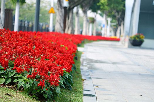 路边的红花儿