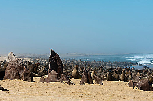 岬角毛海豹,生物群,毛海狮,骷髅海岸,国家公园,纳米比亚