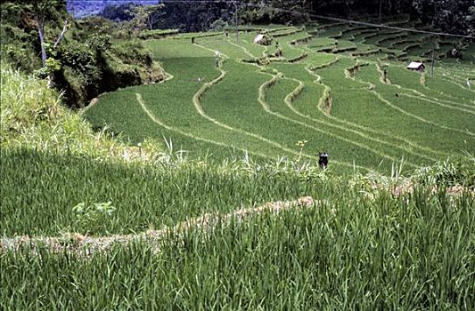 稻田,梯田耕种,巴厘岛,印度尼西亚,亚洲