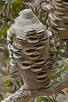 拔克西木属,巨大,沿岸,灌木,结果,西澳大利亚州