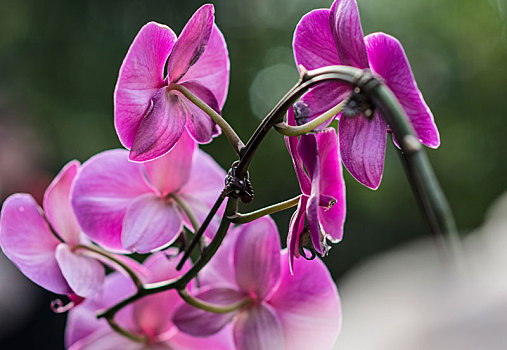 蝴蝶兰,兰花,花卉