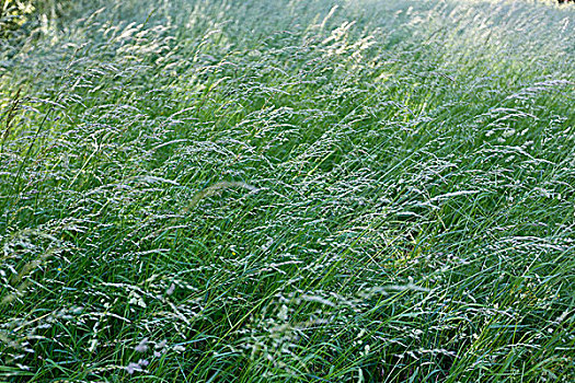 草芦苇被隔绝在白色背景
