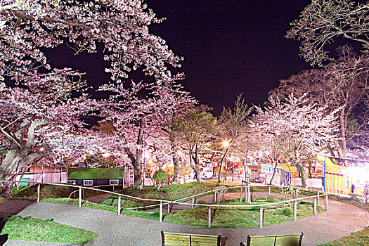 樱桃树,函馆,公园,夜晚