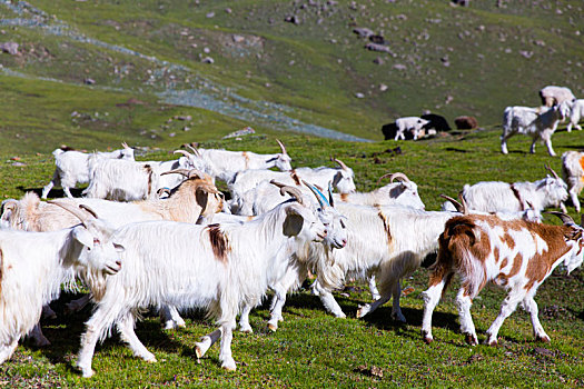 新疆天山博格达峰下草原上的羊群