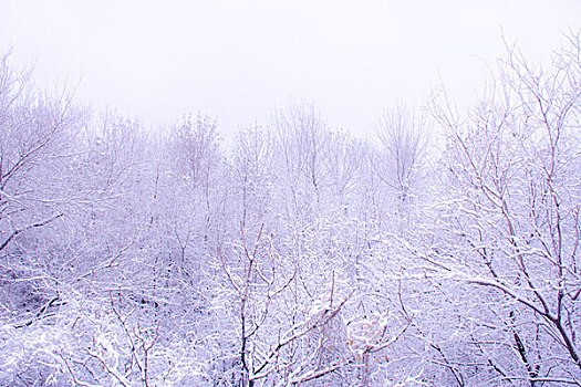 雪景