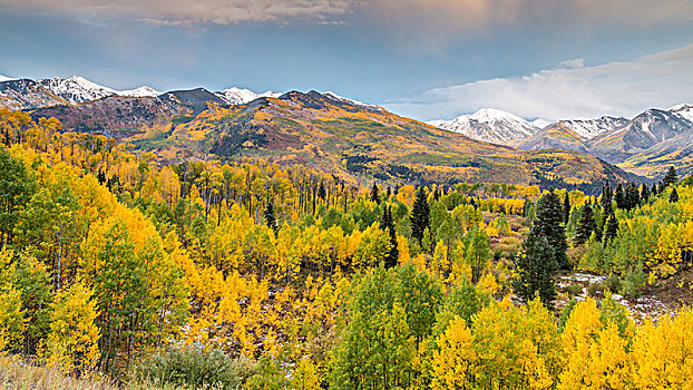 山景,秋日树林,雪,顶峰,落基山脉,科罗拉多,美国,北美