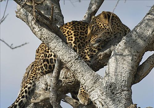 豹,坐在树上,河,马赛马拉,肯尼亚