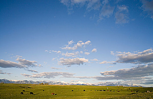 菜牛,放牧,茂密,草场,山谷,蒙大拿