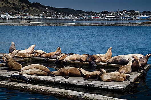 海狮,北海狮,科迪亚克岛,阿拉斯加,美国