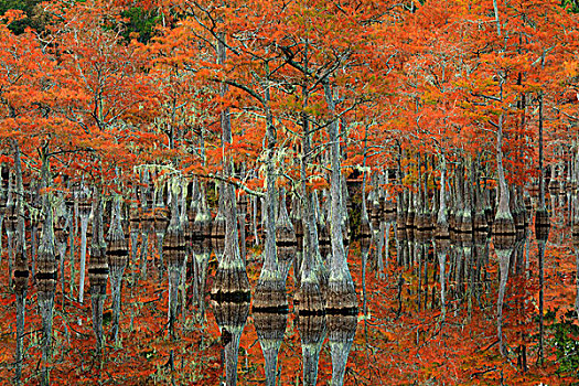 美国,乔治亚,秋天,柏树,州立公园