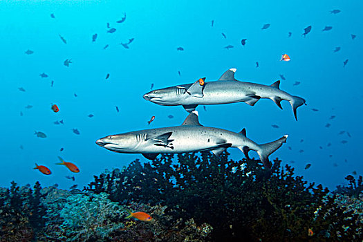 两个,灰三齿鲨,上方,珊瑚礁,印度洋,南马累环礁,马尔代夫,亚洲