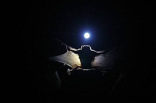 蝙蝠,拿,八月,2008年