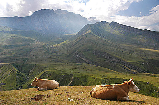 两个,母牛,顶端,山,夏天