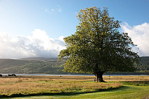 树,土地,高地,苏格兰
