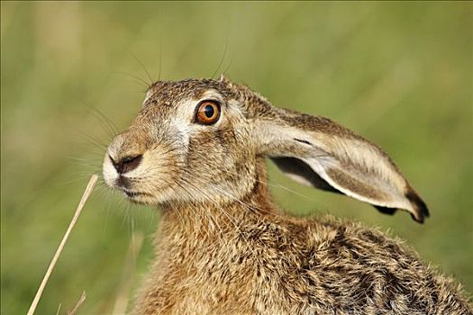 欧洲野兔,棕兔,肖像,看,地区,布尔根兰,奥地利,欧洲