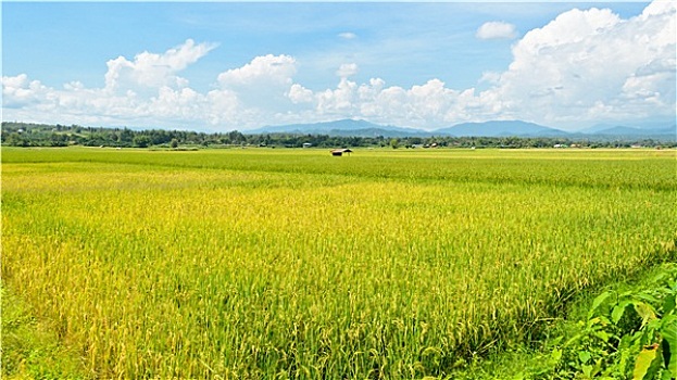 风景,稻田