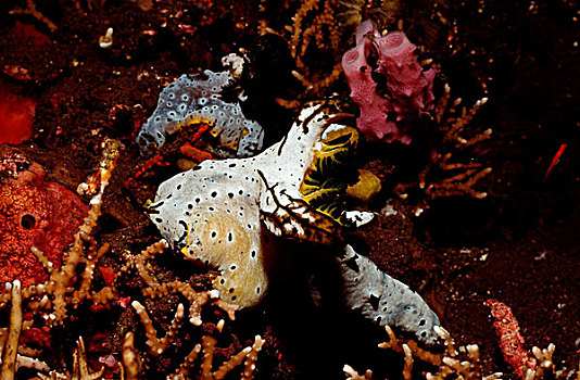 蛞蝓属,巴厘岛,印度洋,印度尼西亚